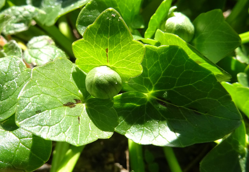 Ficaria verna subsp. verna / Ranuncolo favagello